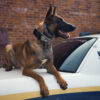 Why Every Christian Officer Needs to Be a Sheepdog