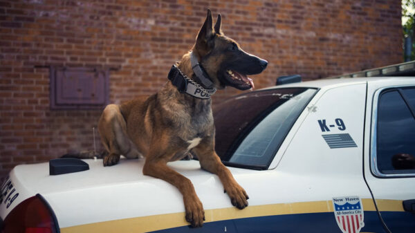 Why Every Christian Officer Needs to Be a Sheepdog